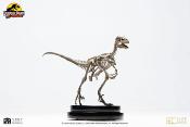 Jurassic Park statuette 1/8 Velociraptor Skeleton Bronze 24 cm | ECC