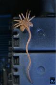 Aliens Figurine Ultimate Alien Warrior Black 40th Anniversary 23 cm | NECA