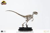 Jurassic Park statuette 1/8 Velociraptor Skeleton Bronze 24 cm | ECC