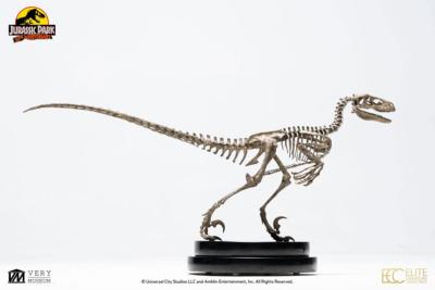 Jurassic Park statuette 1/8 Velociraptor Skeleton Bronze 24 cm | ECC