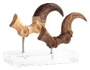 Jurassic Park Vélociraptor Foot Claw Fossil Claw Set Toynami ECC