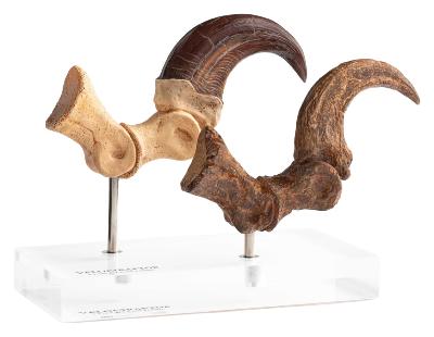 Jurassic Park Vélociraptor Foot Claw Fossil Claw Set Toynami ECC